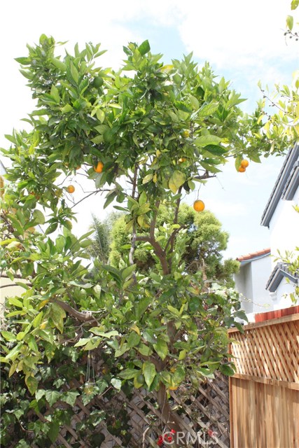 Mature orange tree