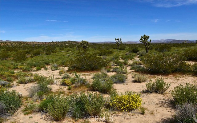 Junipero, Yucca Valley, CA, Junipero