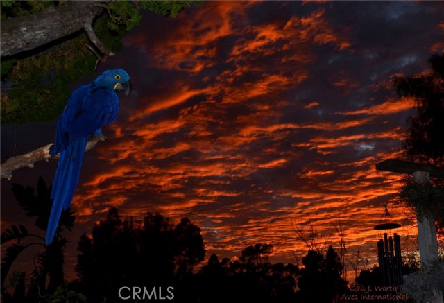 Red Lava Sky with Iris the famous Parrot Perch on Back Deck