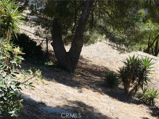 Hill side property.  To left of tree is neighbors Fence.