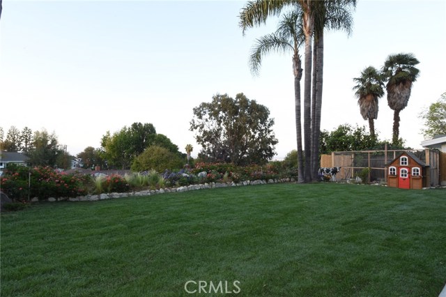 What a super yard!  So private and tranquil!  Sits perched above the homes in the neighborhood, and offers city lights views, too!  In the background is the custom chicken coop...hard to imagine loving a chicken coop, but you will!  :)