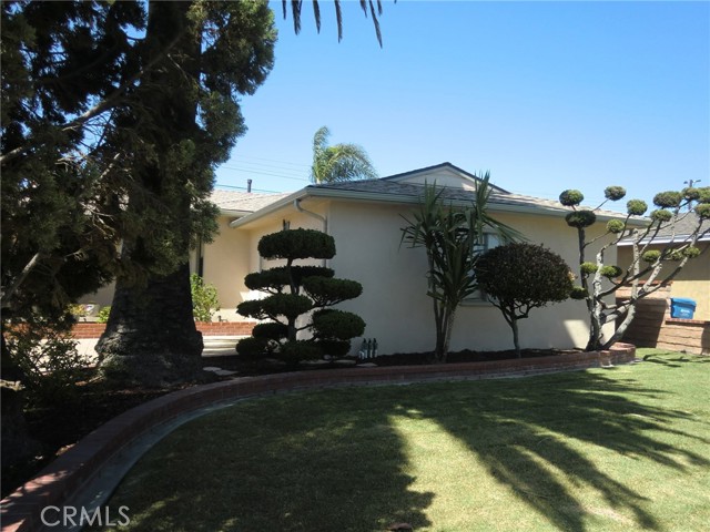 Front Yard and Palms