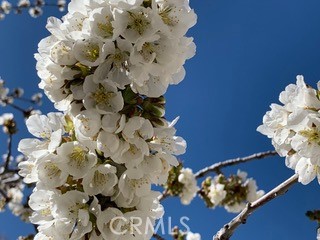 Detail Gallery Image 62 of 72 For 197 Massive Rd, Lake Arrowhead,  CA 92317 - 4 Beds | 3/1 Baths