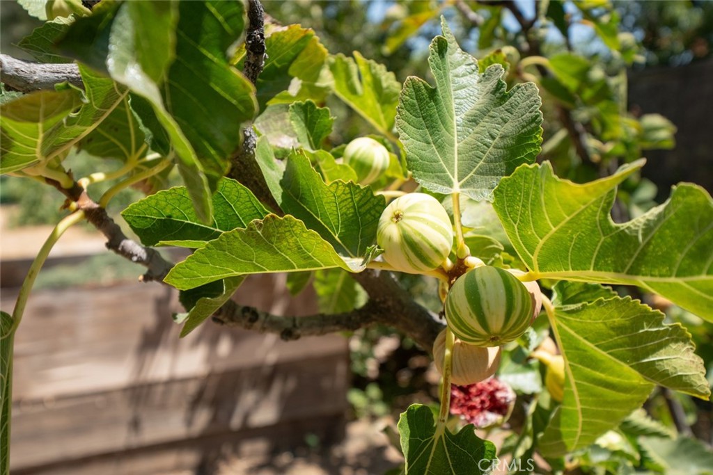 MLS #FR25181477 img 44