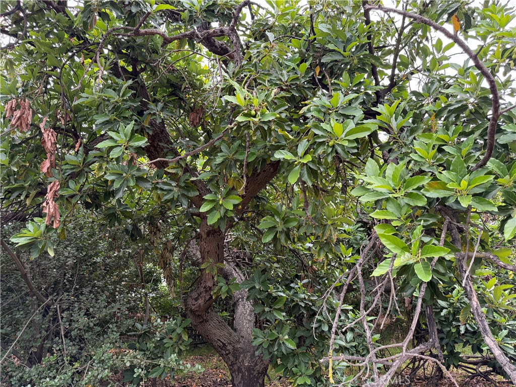 https://media.crmls.org/medias/0213175d-92e9-4156-97c9-98c77fa53cf1.jpg?preset=X-Large