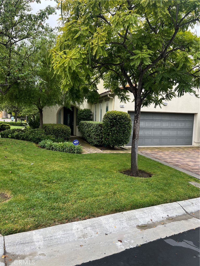 33 Pepper Tree