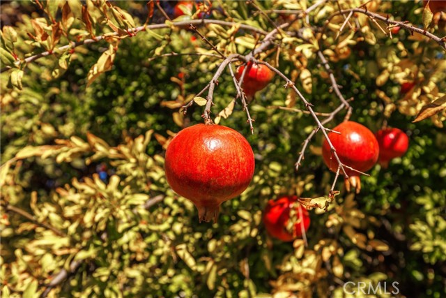 Detail Gallery Image 35 of 52 For 833 Rolling Hills Dr, Paso Robles,  CA 93446 - 4 Beds | 3 Baths