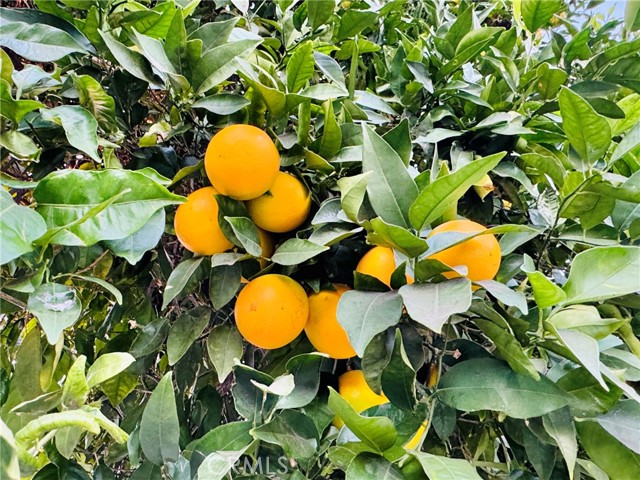 Detail Gallery Image 31 of 37 For 15909 Vincennes St, North Hills,  CA 91343 - 3 Beds | 2/1 Baths