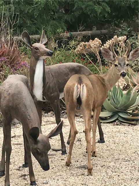 Fabulous picture of real deer socializing with the two sculptures