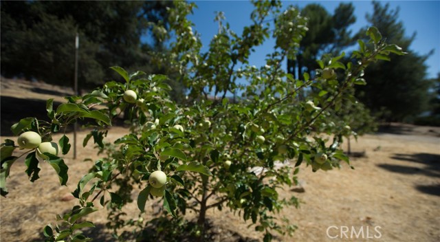 Detail Gallery Image 56 of 75 For 12145 Twin Springs Rd, Descanso,  CA 91916 - 4 Beds | 2 Baths