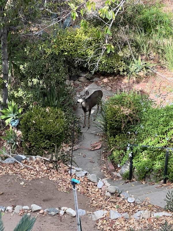 Image 36 of 43 For 11111 Tujunga Canyon Boulevard