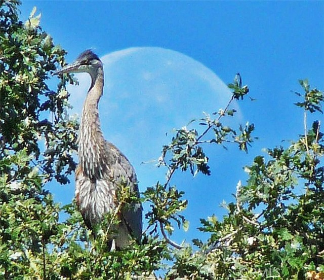 Detail Gallery Image 67 of 72 For 3153 Saint Francis Dr, Lakeport,  CA 95453 - 3 Beds | 2 Baths