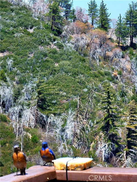 1119 Brentwood Drive, Lake Arrowhead CA: https://media.crmls.org/medias/0484bc19-1947-4c2f-bf46-63cca2f506b9.jpg