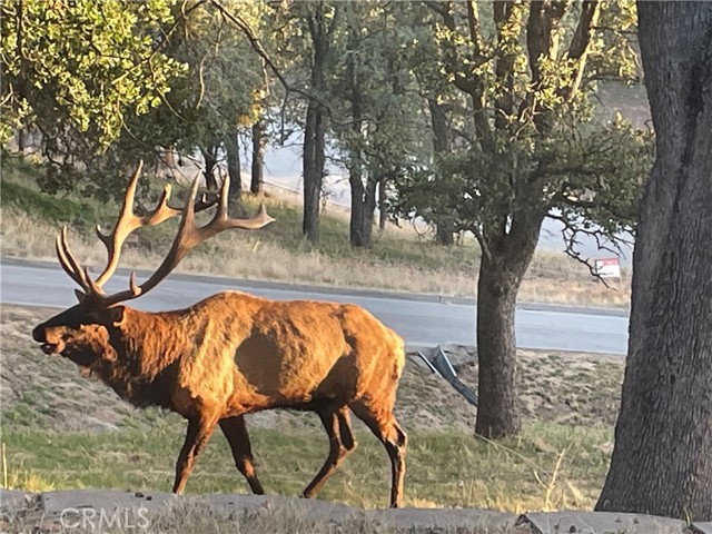 29450 Stallion Springs Drive, Tehachapi CA: https://media.crmls.org/medias/050b1e54-4ece-4c26-b42c-333ca93e71ee.jpg