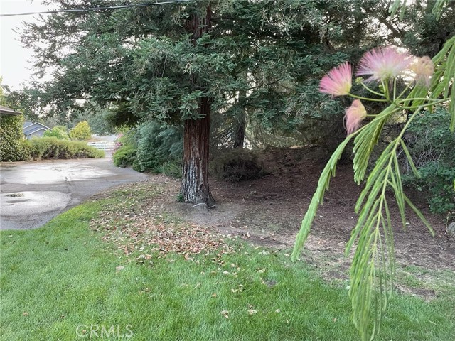 Detail Gallery Image 56 of 58 For 42177 Lone Olive Ln, Ahwahnee,  CA 93601 - 3 Beds | 2 Baths