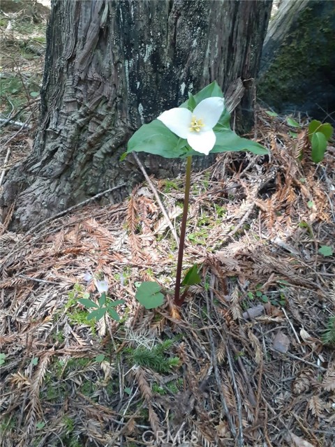 Detail Gallery Image 28 of 58 For 38160 Ocean Ridge Dr, Gualala,  CA 95445 - – Beds | – Baths