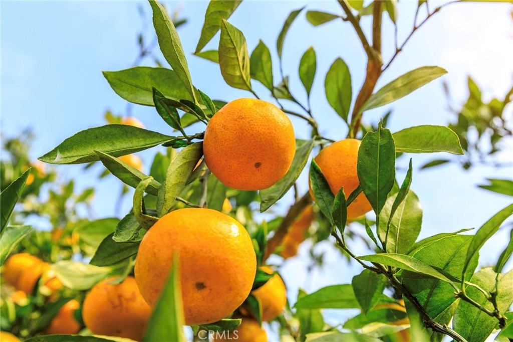 https://media.crmls.org/medias/066508d8-54f6-4123-96cd-f1c9b7abea4f.jpg?preset=X-Large