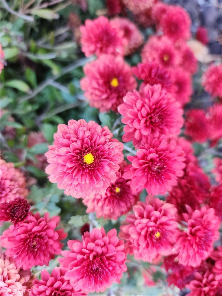 https://media.crmls.org/medias/06982ec5-b62f-496f-b604-0c726477b4a5.jpg?preset=X-Large