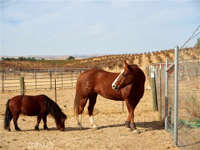 Happy horses