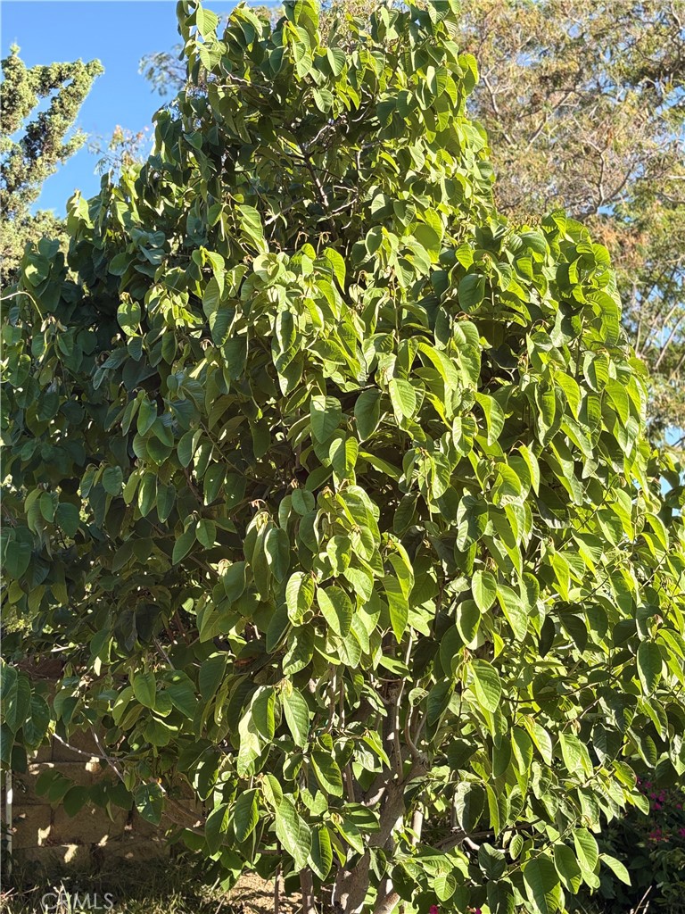 https://media.crmls.org/medias/0772f08a-9acd-4c95-bd1f-50ebeecf0724.jpg?preset=X-Large