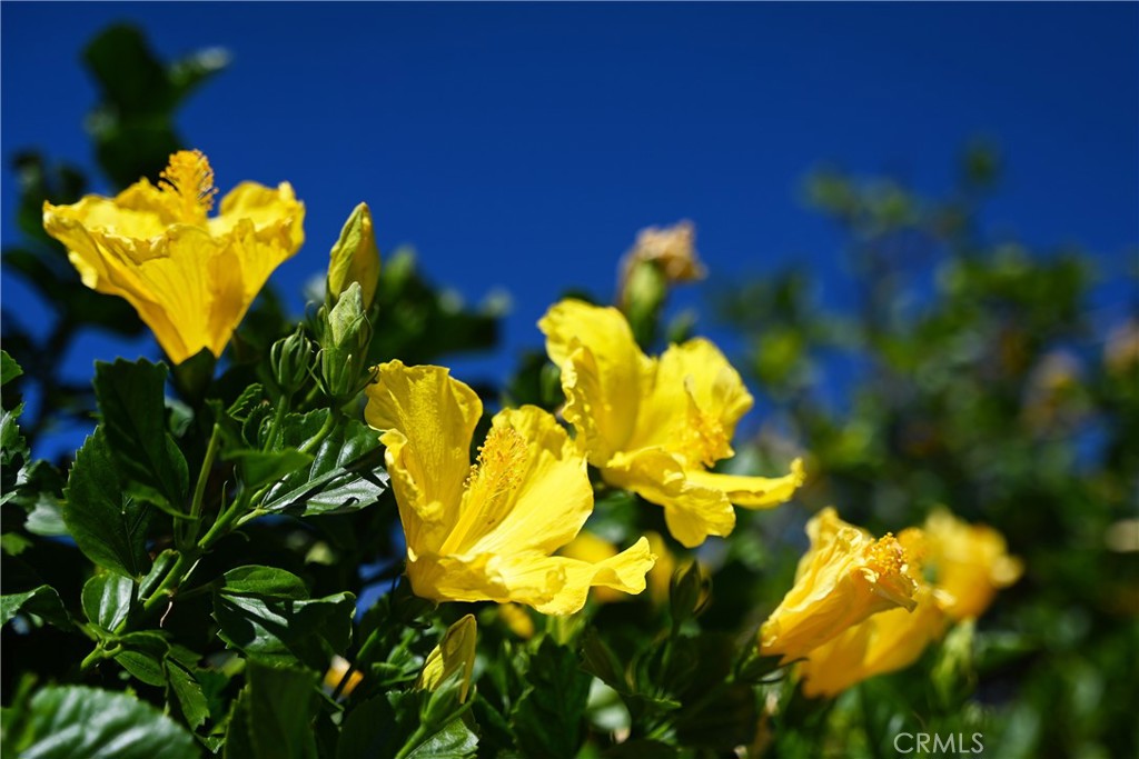 MLS #IV25245175 image #35