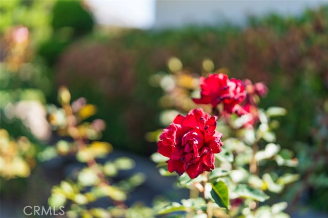 Detail Gallery Image 46 of 48 For 28603 Cedarbluff Dr, Rancho Palos Verdes,  CA 90275 - 5 Beds | 3 Baths