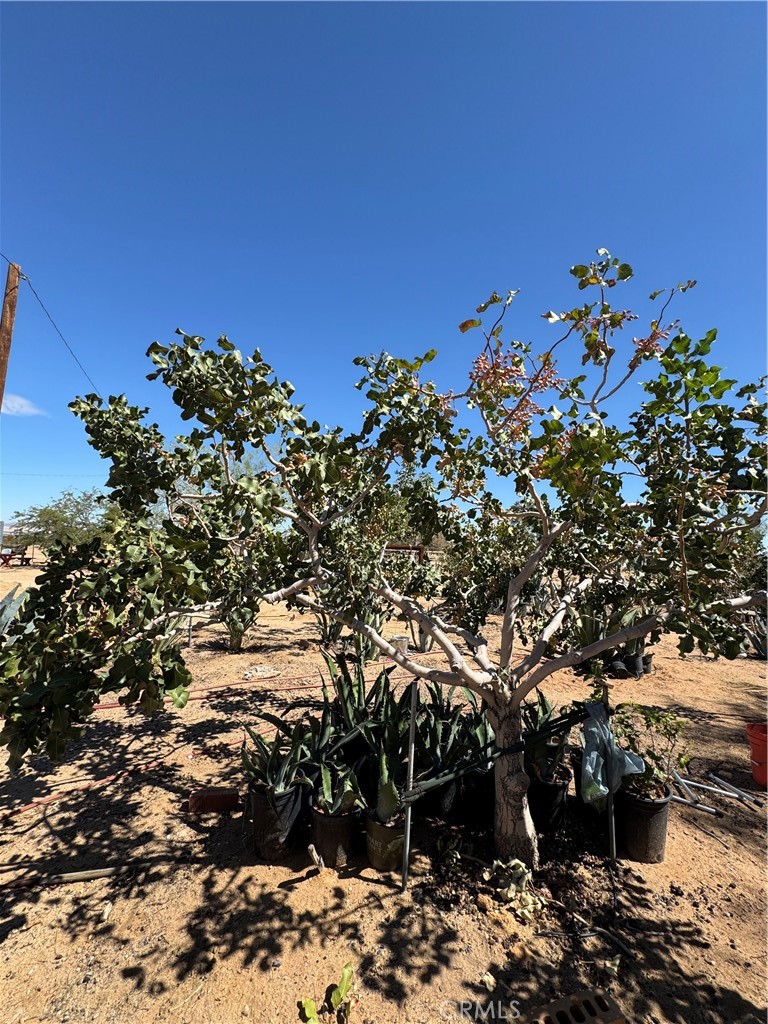 MLS #CV25225027 image #5