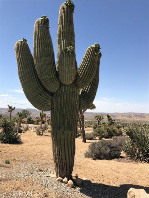 Detail Gallery Image 49 of 65 For 60427 Onaga Trl, Joshua Tree,  CA 92252 - 4 Beds | 2/1 Baths