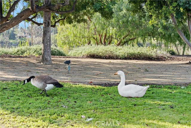 Detail Gallery Image 48 of 56 For 15111 Pipeline Ave #34,  Chino Hills,  CA 91709 - 2 Beds | 2 Baths