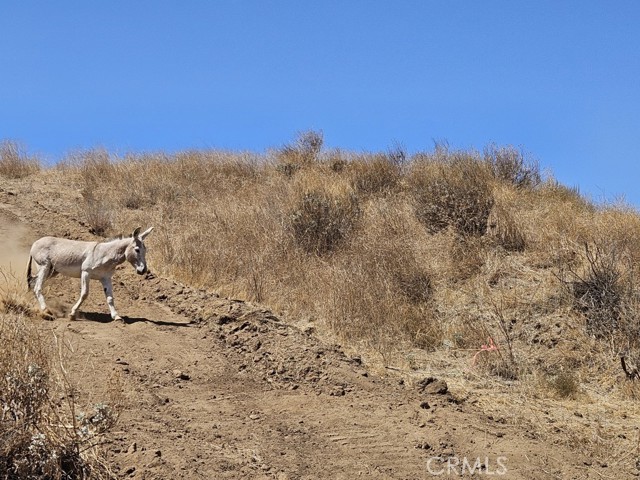 Wild burros could be roaming around
