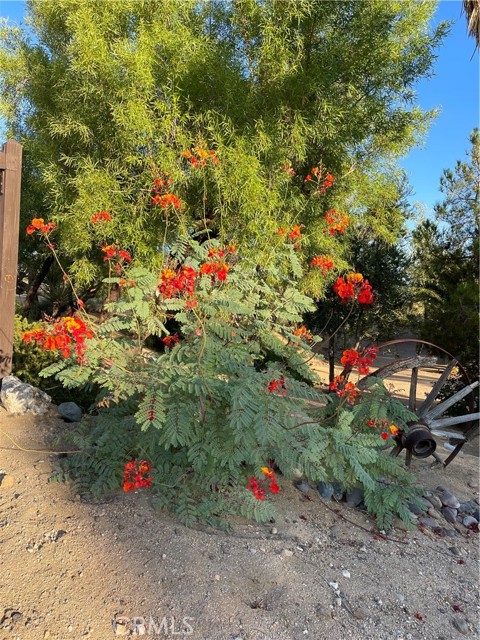 Detail Gallery Image 43 of 65 For 61218 Sandalwood Trl, Joshua Tree,  CA 92252 - 3 Beds | 2 Baths