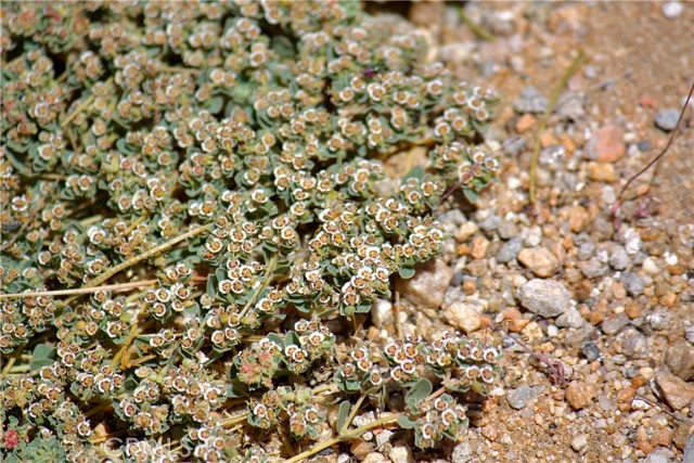 Detail Gallery Image 38 of 48 For 2029 Wamego, Landers,  CA 92285 - 1 Beds | 1 Baths