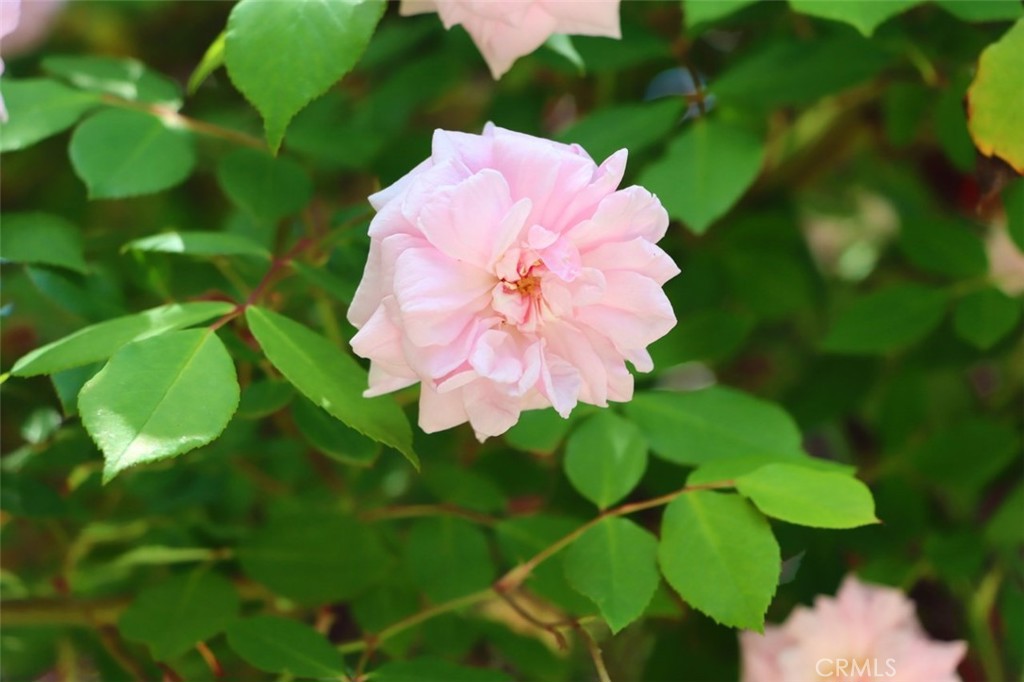 https://media.crmls.org/medias/0c601e68-46f7-4540-848b-7a9d6f058db3.jpg?preset=X-Large