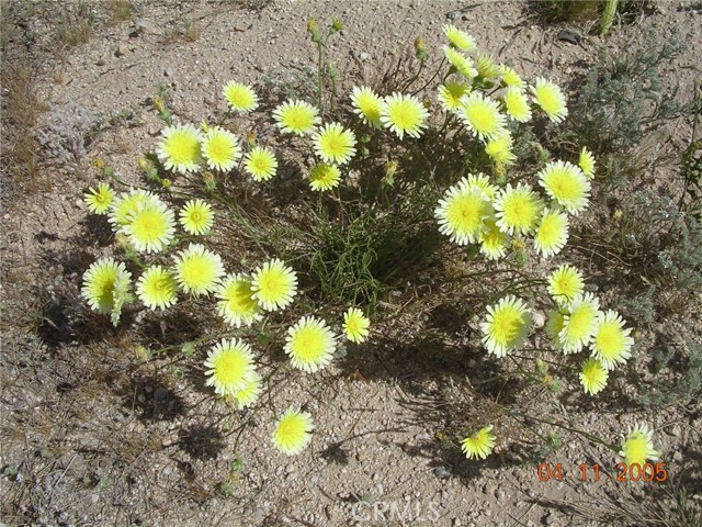 Desert Dandelions in the spring