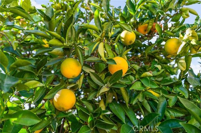 Detail Gallery Image 54 of 60 For 13346 Rimview Ct, Yucaipa,  CA 92399 - 3 Beds | 2/1 Baths