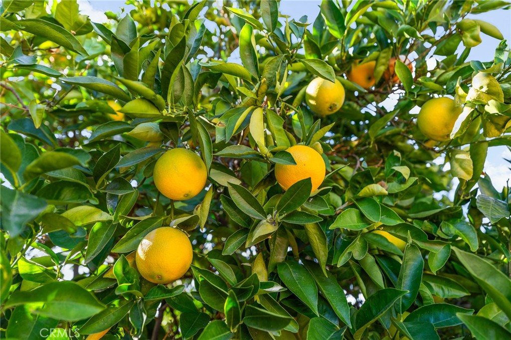 MLS #IG25247510 image #54