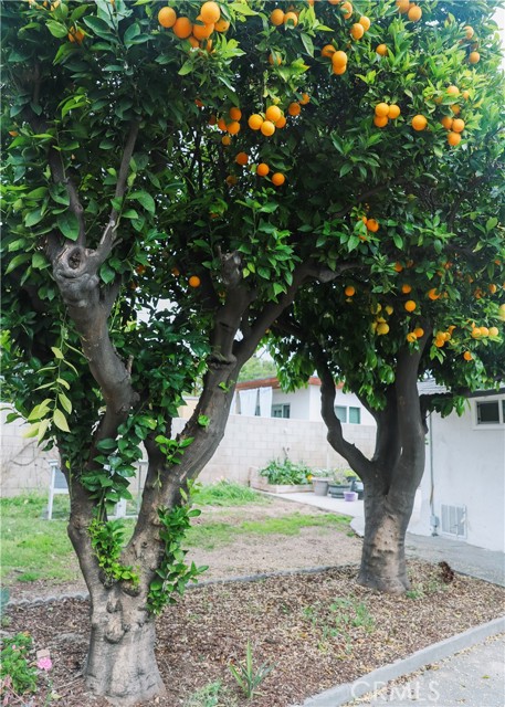 Detail Gallery Image 37 of 39 For 1130 Wesley, Pasadena,  CA 91104 - 3 Beds | 3 Baths