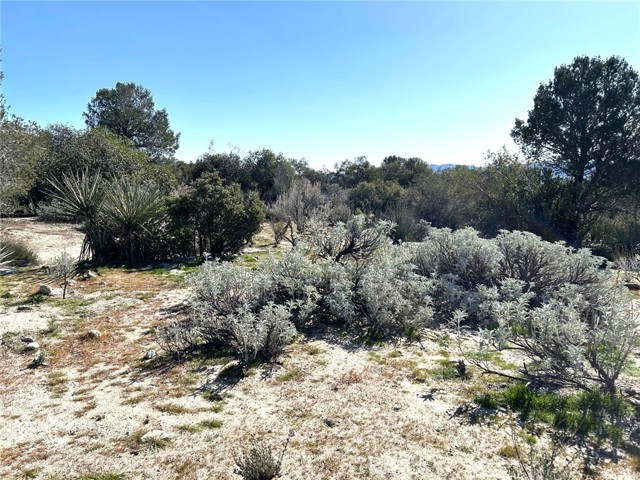 Detail Gallery Image 11 of 29 For 0 Oak Rd, Anza,  CA 92539 - – Beds | – Baths