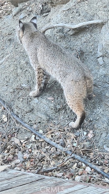 Detail Gallery Image 46 of 57 For 5180 Lone Pine Canyon, Wrightwood,  CA 92397 - 4 Beds | 2 Baths