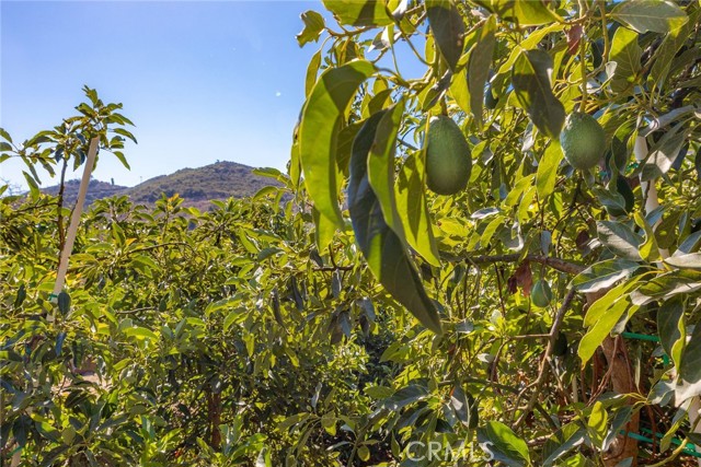 Detail Gallery Image 59 of 74 For 305 Rainbow Crest Rd, Fallbrook,  CA 92028 - 4 Beds | 3 Baths