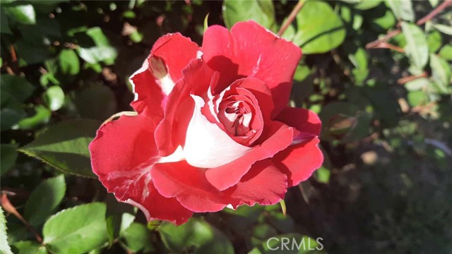 159 S Shasta S Street, Willows CA: https://media.crmls.org/medias/0efef879-f5f6-4c6d-9d65-271047fb9734.jpg
