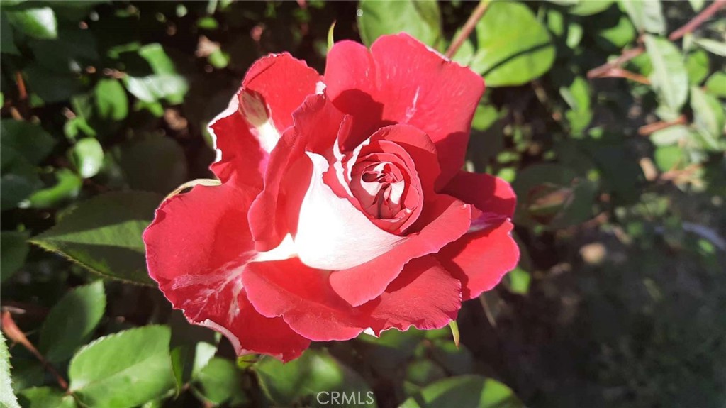 https://media.crmls.org/medias/0efef879-f5f6-4c6d-9d65-271047fb9734.jpg?preset=X-Large