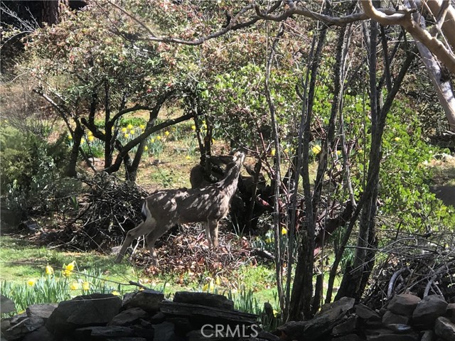 Detail Gallery Image 19 of 31 For 38088 Serpa Canyon Rd, Coarsegold,  CA 93614 - 3 Beds | 2 Baths