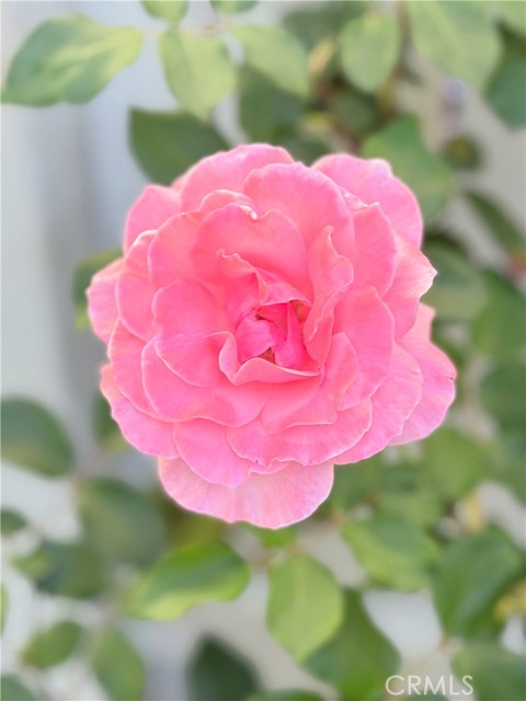 Detail Gallery Image 44 of 50 For 22141 Comanche, Lake Forest,  CA 92630 - 4 Beds | 2/1 Baths