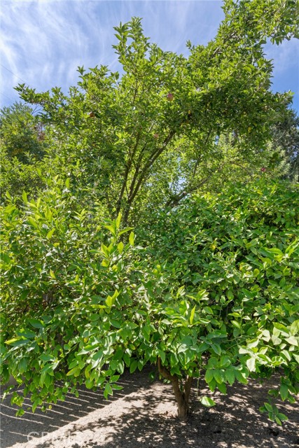 4075 County Road 203, Hamilton City CA: https://media.crmls.org/medias/10600551-80c3-4b6e-98e9-ac17c04b2ffb.jpg