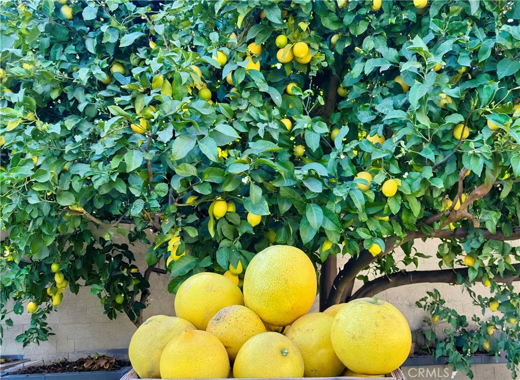 https://media.crmls.org/medias/107e1971-fb83-4c5a-8e00-389e691bb164.jpg?preset=X-Large