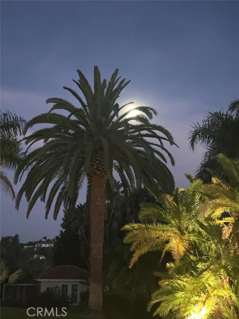 This is that beautiful palm in the front of house with the moon rising! Simply stunning!