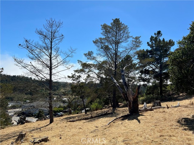 4925 Grove Street, Cambria, California 93428, ,Land,For Sale,4925 Grove Street,CRSC23001880