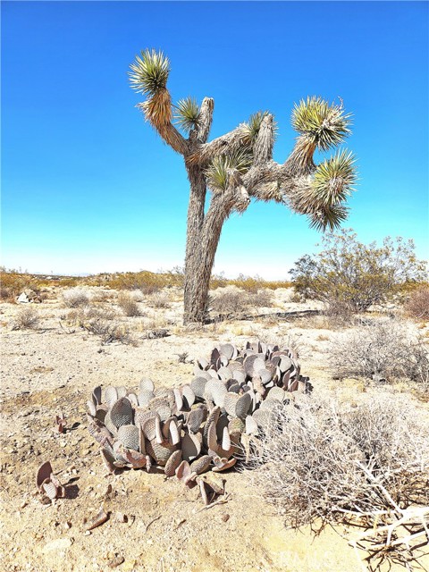 1 Cielito, Joshua Tree, CA, 92252 1 Cielito, Joshua Tree, CA, 92252