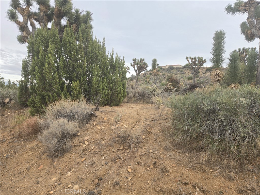 MLS #JT25260765 image #2